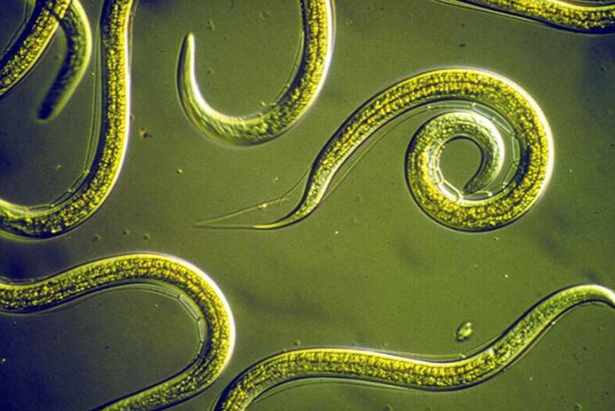 Parasite cleaning