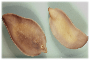 Fasciological